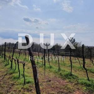 ISTRA, GRAČIŠĆE - Vinograd, maslinik, livada i šuma s prekrasnim pogledom