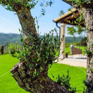 Istra, Grožnjan, luksuzna vila na osami sa panoramskim pogledom