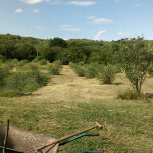 ISTRA, LABIN - Imanje na osami sa samostojećom kamenom kućom za renovaciju