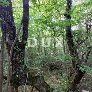ISTRA, LABIN - Šuma