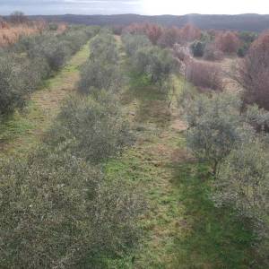 ISTRA, LIMSKI KANAL - Maslinik sa 600 maslina