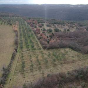ISTRA, LIMSKI KANAL - Maslinik sa 600 maslina