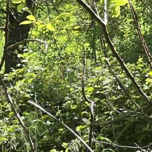 Istra, Ližnjan - okolica, poljoprivredno zemljište, 820m2