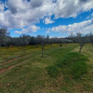 ISTRA, MARČANA - Kombinacija građevinskog i poljoprivrednog zemljišta na mirnoj lokaciji!