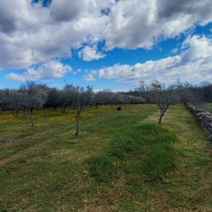 ISTRA, MARČANA - Kombinacija građevinskog i poljoprivrednog zemljišta na mirnoj lokaciji!