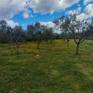 ISTRA, MARČANA - Kombinacija građevinskog i poljoprivrednog zemljišta na mirnoj lokaciji!