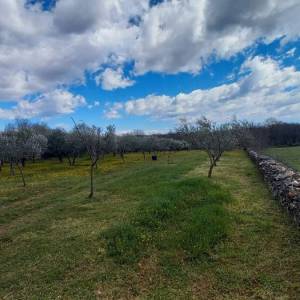 ISTRA, MARČANA - Kombinacija građevinskog i poljoprivrednog zemljišta na mirnoj lokaciji!