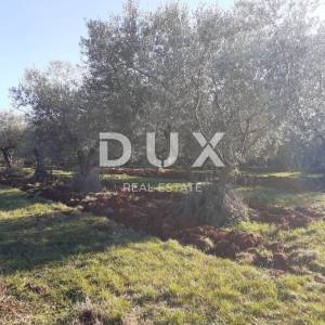 ISTRA, NOVIGRAD - Predivan maslinik u blizini Novigrada