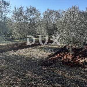 ISTRA, NOVIGRAD - Predivan maslinik s ucrtanim objektom