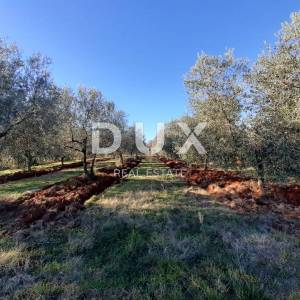 ISTRA, NOVIGRAD - Predivan maslinik s ucrtanim objektom