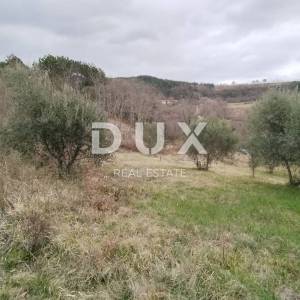 ISTRA, PAZIN, GRIMALDA - Prelijep maslinik s pogledom na jezero
