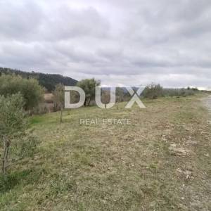 ISTRA, PAZIN, GRIMALDA - Prelijep maslinik s pogledom na jezero