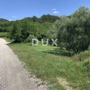 ISTRA, PAZIN, GRIMALDA - Prelijep maslinik s pogledom na jezero