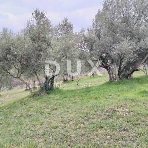 ISTRA, PAZIN, GRIMALDA - Prelijep maslinik s pogledom na jezero