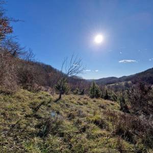 ISTRA, PAZIN - Imanje s potencijalom na osami