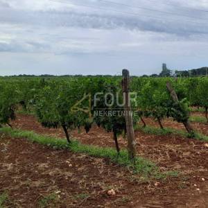 Istra, Poreč - okolica, poljoprivredno zemljište 26.600m2