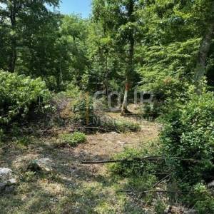 Istra, Poreč, poljoprivredno zemljište 4.756m2