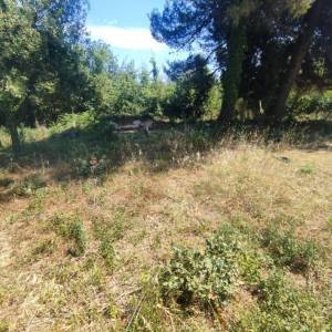 ISTRA, PREMANTURA - Građevinsko zemljište 1300 m2