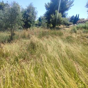 ISTRA, PREMANTURA - Građevinsko zemljište 1300 m2