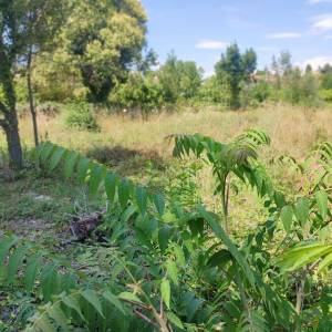 ISTRA, PREMANTURA - Građevinsko zemljište 1300 m2