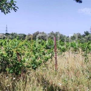 Istra, Pula, Valdebek, poljoprivredno zemljište 1.597m2