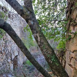 ISTRA, RABAC - Kamene ljepotice s pogledom na more
