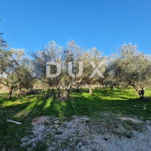ISTRA, ROVINJ - Kuća s prekrasnim vinogradom i maslinikom