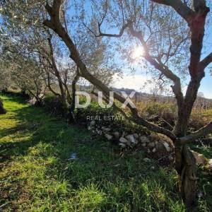 ISTRA, ROVINJ - Kuća s prekrasnim vinogradom i maslinikom