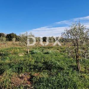 ISTRA, ROVINJ - Kuća s prekrasnim vinogradom i maslinikom