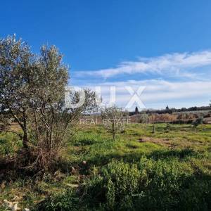 ISTRA, ROVINJ - Kuća s prekrasnim vinogradom i maslinikom