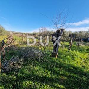 ISTRA, ROVINJ - Kuća s prekrasnim vinogradom i maslinikom