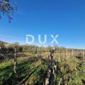 ISTRA, ROVINJ - Kuća s prekrasnim vinogradom i maslinikom