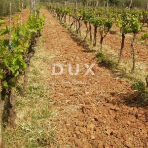 ISTRA, ROVINJ - Kuća s prekrasnim vinogradom i maslinikom