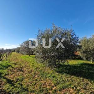 ISTRA, ROVINJ - Kuća s prekrasnim vinogradom i maslinikom