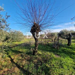 ISTRA, ROVINJ - Kuća s prekrasnim vinogradom i maslinikom