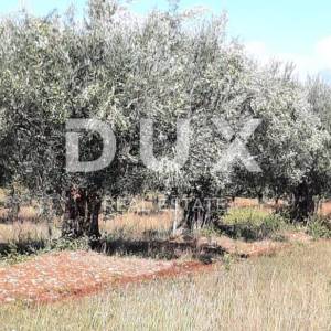 ISTRA, ROVINJ Maslinik, vinograd i voćnjak 1,6 ha