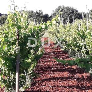 ISTRA, ROVINJ Maslinik, vinograd i voćnjak 1,6 ha
