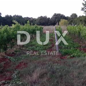 ISTRA, ROVINJ Maslinik, vinograd i voćnjak 1,6 ha