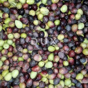ISTRA, ROVINJ Maslinik, vinograd i voćnjak 1,6 ha