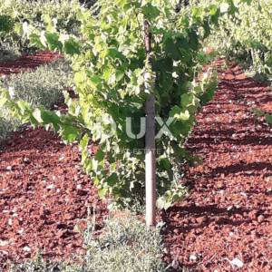 ISTRA, ROVINJ Maslinik, vinograd i voćnjak 1,6 ha