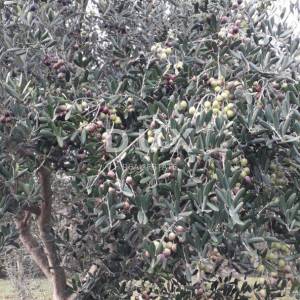 ISTRA, ROVINJ Maslinik, vinograd i voćnjak 1,6 ha