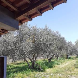Istra, Rovinj-okolica, poljoprivredno zemljište 4.471m2