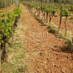 Istra, Rovinj-okolica, poljoprivredno zemljište 4.471m2