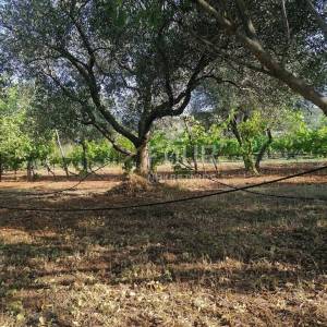 Istra, Rovinj-okolica, poljoprivredno zemljište 4.471m2