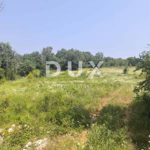 ISTRA, ROVINJ - Poljoprivredno zemljište veće kvadrature
