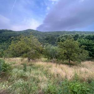 ISTRA, SOVINJAK - RUŠEVINA + ZEMLJIŠTE 57.356 m2