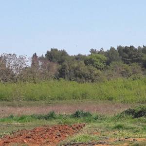 ISTRA, ŠTINJAN - Građevinsko zemljište 1.200 m od mora