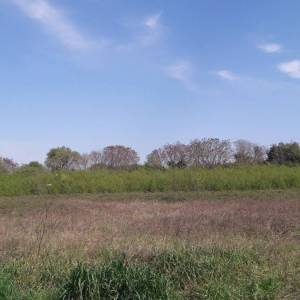 ISTRA, ŠTINJAN - Građevinsko zemljište 1.200 m od mora