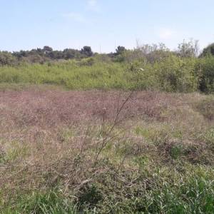 ISTRA, ŠTINJAN - Građevinsko zemljište 1.200 m od mora
