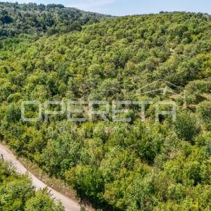 Istra, šuma u okolici Karojbe